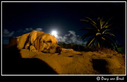 Dog sleeping on the full moon beach. by Dray Van Beeck 